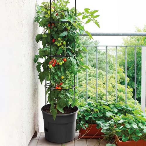 jedinecny-kvetinac-na-pestovanie-paradajok